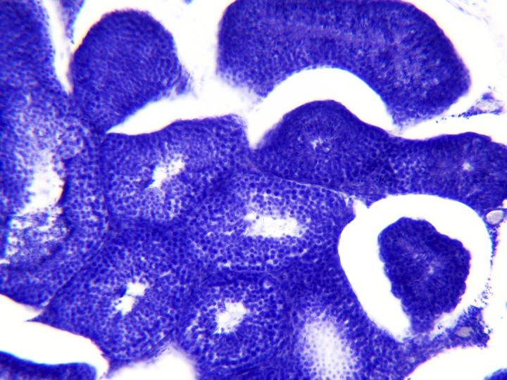 Productafbeelding Bresser Permanente preparaten: Histologie