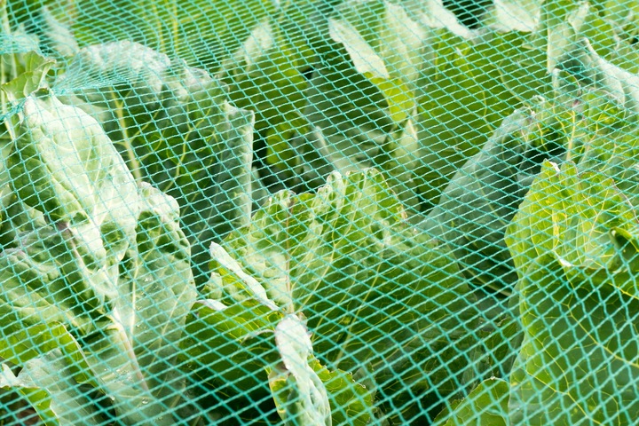 Produktbild Aquagart Teichnetz 8m x 8m Reiherschutz Silonetz Laubschutznetz Vogelschutznetz Laubnetz