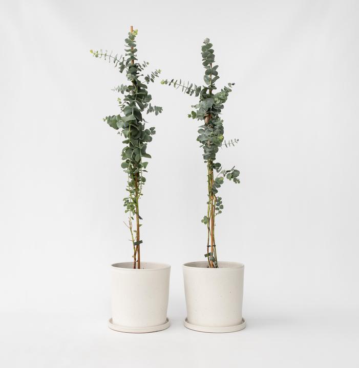 Produktbild Plant in a Box Eucalyptus cinerea 'Silver Dollar' (110 cm)