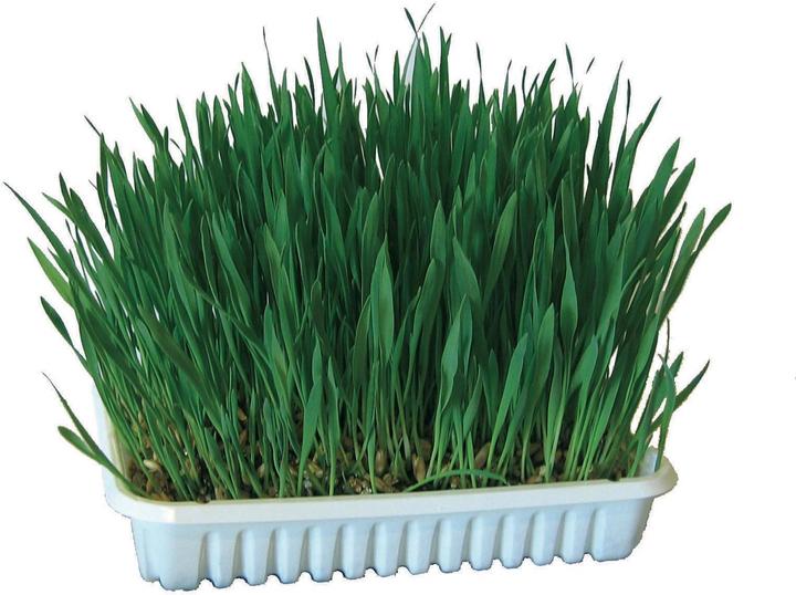 Produktbild Kerbl Katzengras (1 Stk., 130 g)