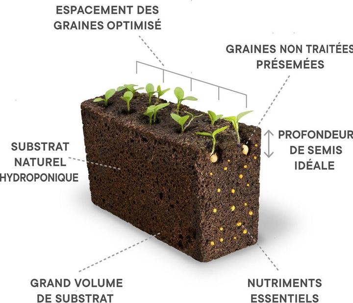 Produktbild Véritable Lingot Stiefmütterchen BIO (Kräutersamen)