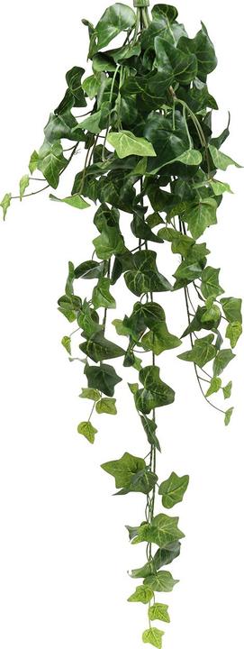 mini monstera kaufen Mini Monstera