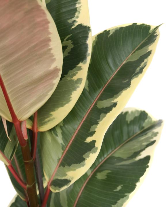Produktbild Plant in a Box Ficus Elastica Tineke - Gummibaum (90 cm)