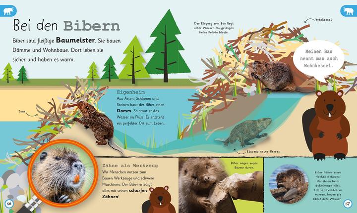 Produktbild Was weisst du über Tiere? (Deutsch, DK Verlag - Kids, Frauke Bahle, 2018)