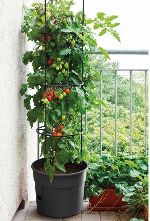 Actual product image Prosperplast Tomato grower IPOM300 tomato pot (29.50 x 61 cm)