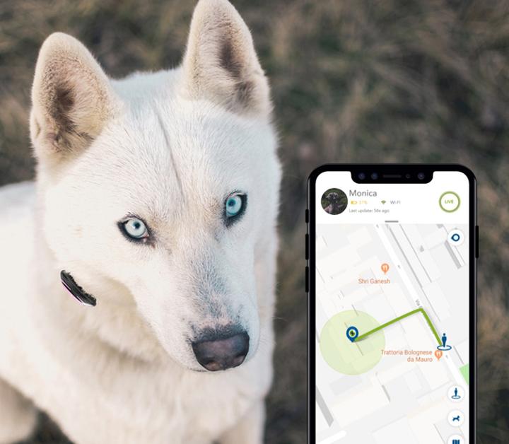 Actual product image Kippy Pet Finder (Cat, Dog, General)