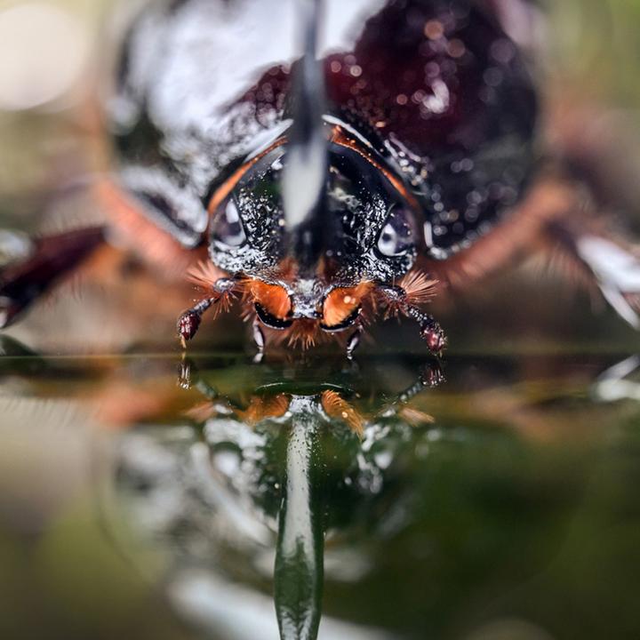Produktbild Laowa 100mm f/2.8 Tilt Shift 1X Macro Lens Sony FE (Sony E, Vollformat)