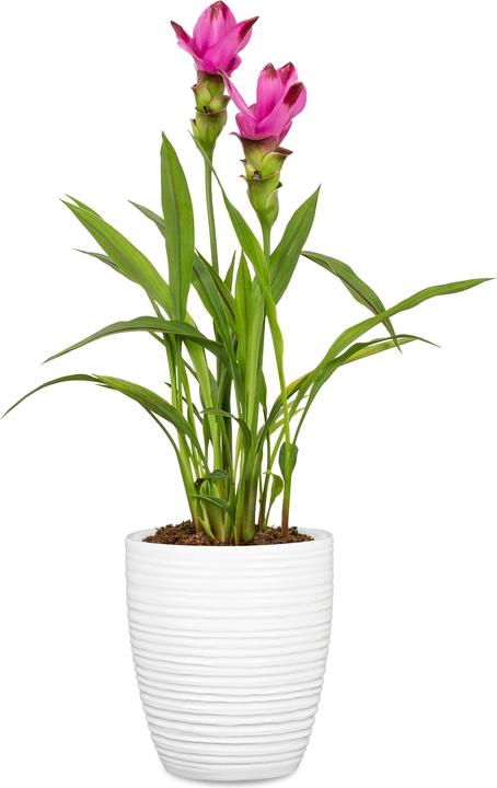 Produktbild Scheurich Alaska (12.60 x 12.60 x 14.10 cm)