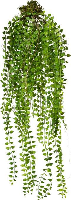 Image du produit Gasper Columnea (70 cm)