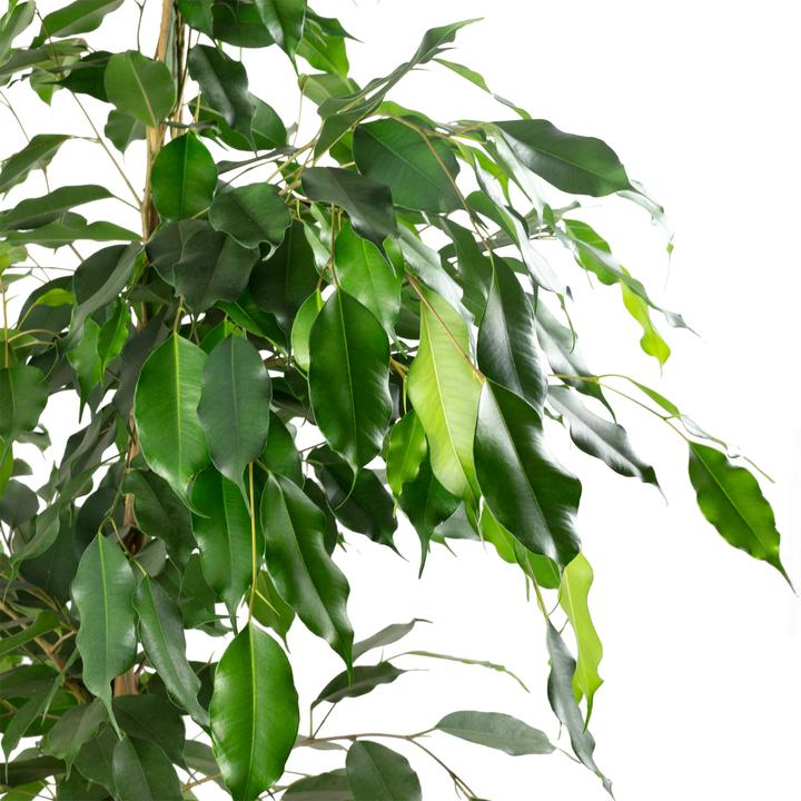 Produktbild Flowerbox 3er-Set Birkenfeige "Forever - Ficus benjamini (110 cm)