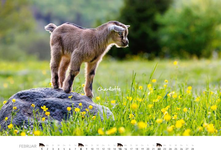 Produktbild Kalender Zwergziegen 2026 (Spezial)