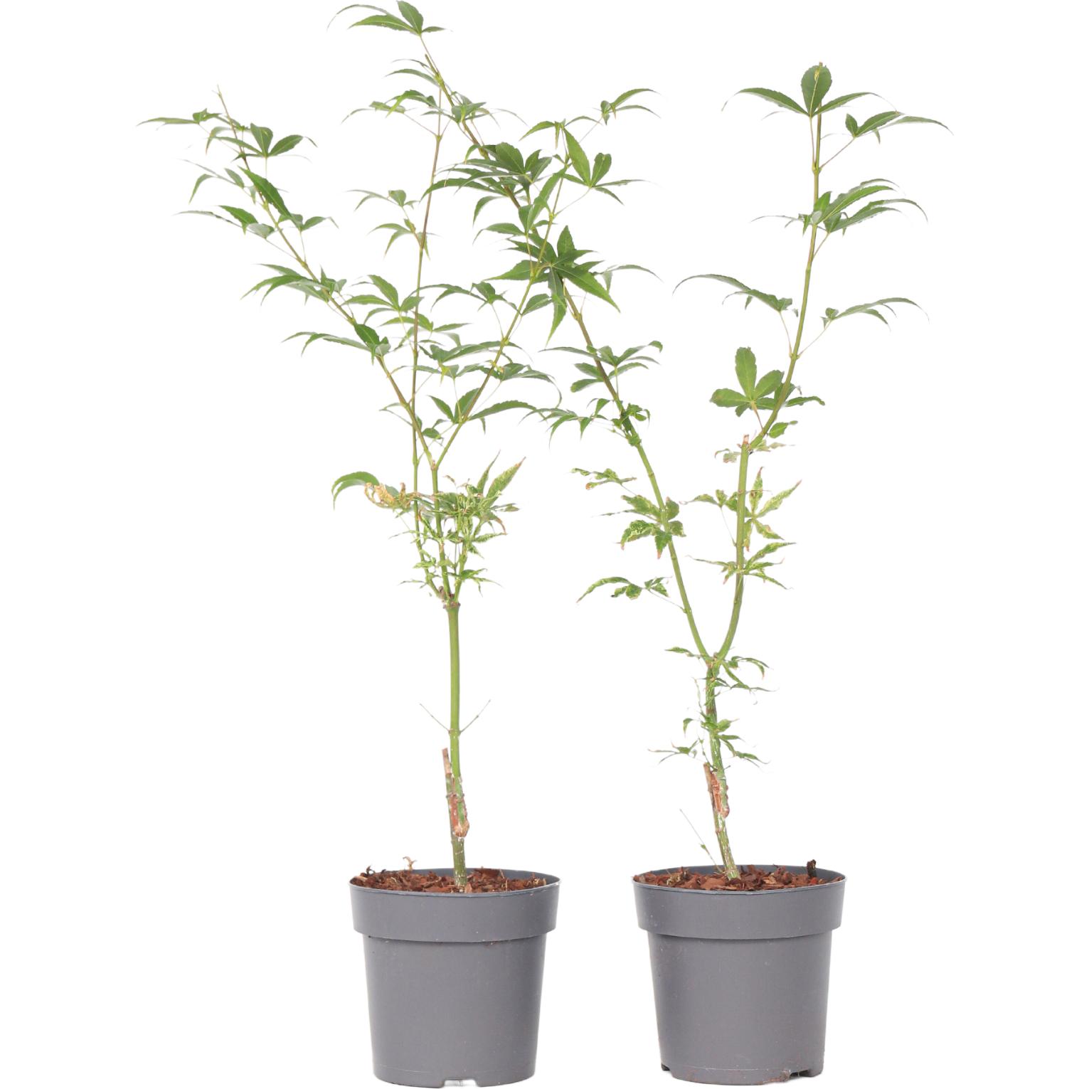 Plant in a Box, Pflanzen, Acer palmatum 'Ukigumo' - 2er Set Ahornbäume (35 cm)