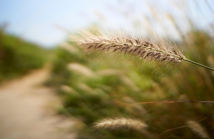 Produktbild Samyang 21mm f/1.4 ED AS UMC CS - Sony E (Sony E, APS-C / DX)