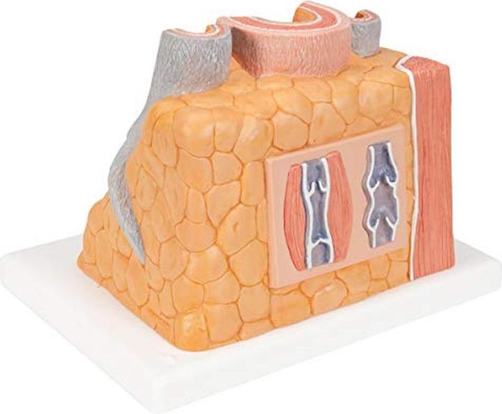 Image du produit 3B Scientific Microanatomie artère et veine humaine - 14x agrandissement