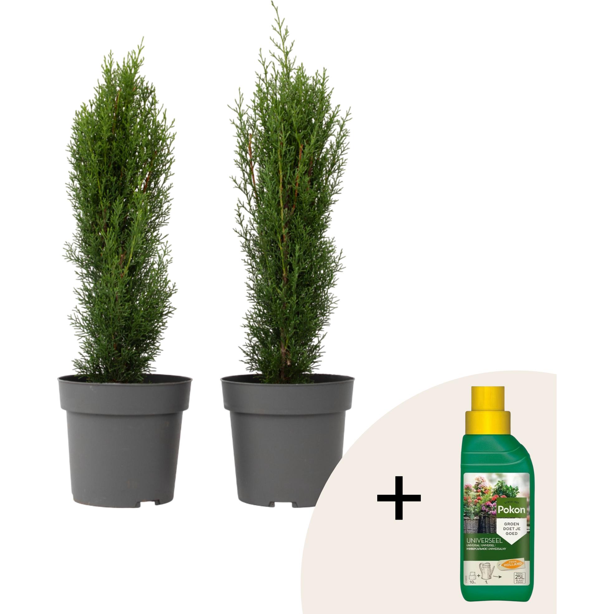 Plant in a Box, Pflanzen, Cupressus sempervirens 'Totem' - 2er Set Toskanische Zypresse (60 cm)