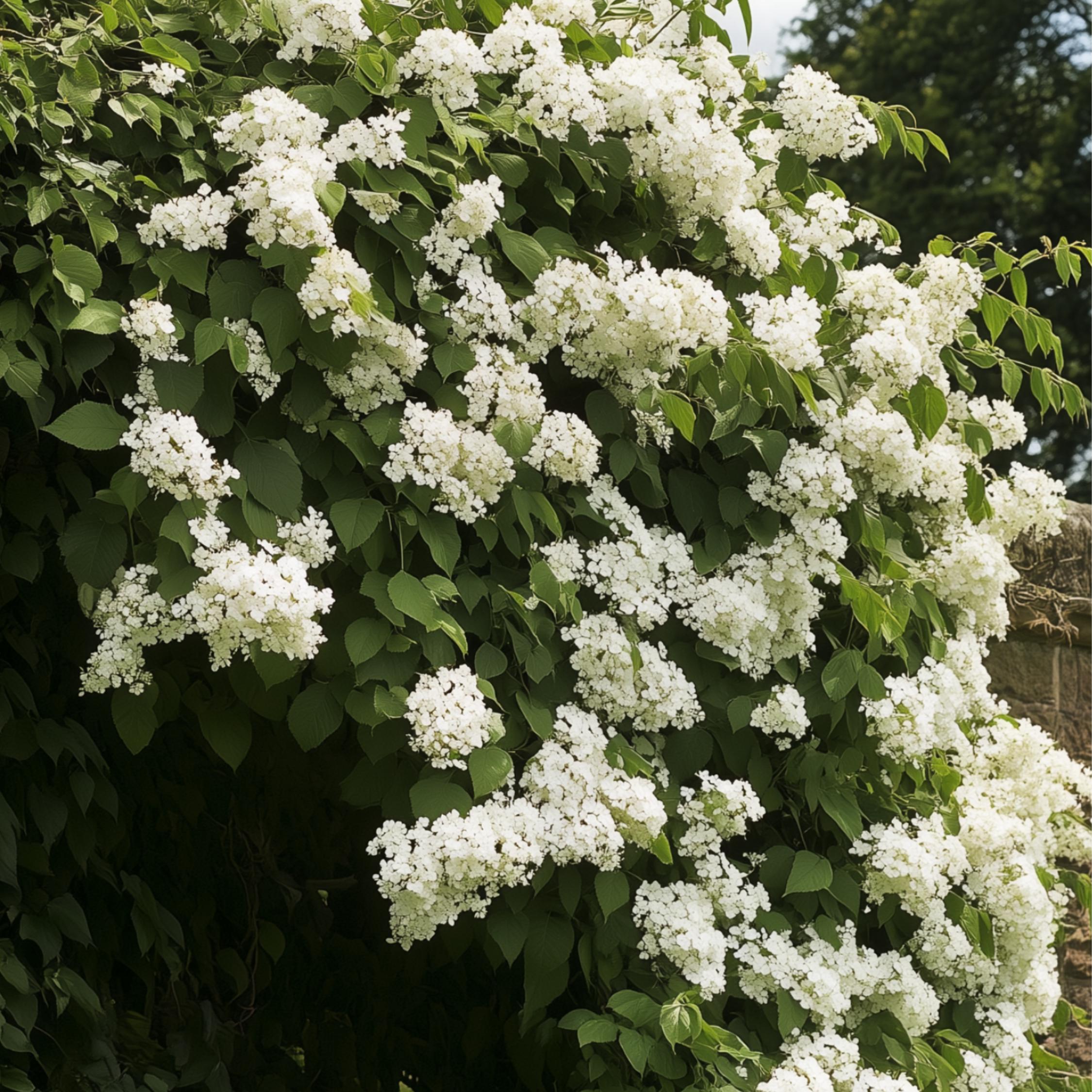 Thumbnail - Plant in a Box, Pflanzen, Hydrangea anomale petiolaris - 6er Set Hortensien (25 cm)