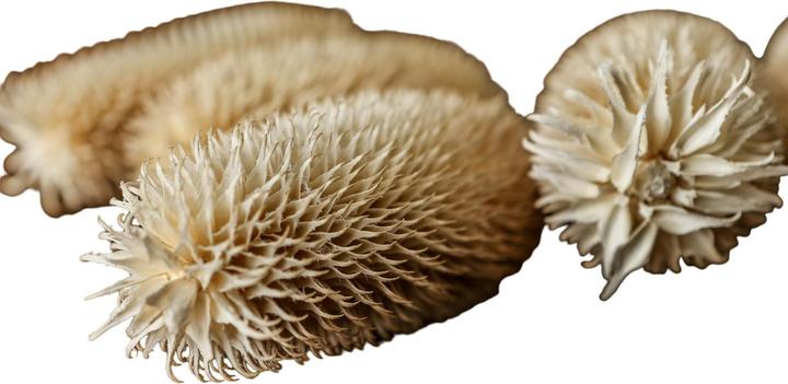 Actual product image Hill Interiors Thistle Dried Plant (60 cm)