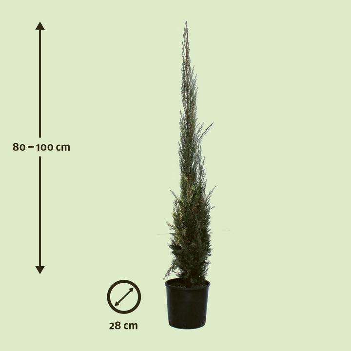 Produktbild Zulauf Säulen-Mittelmeer-Zypresse / Cupressus sempervi. 'Stricta' (100 cm)