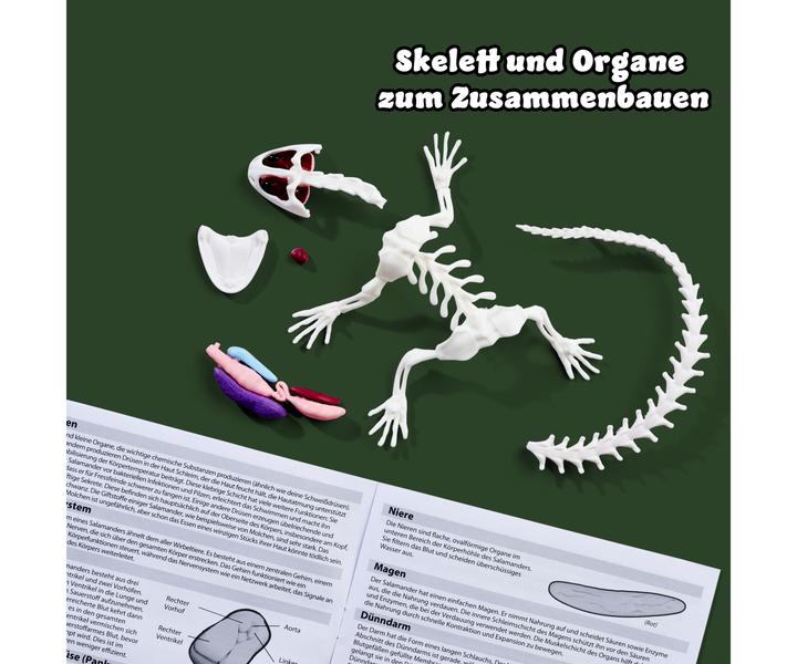 Productafbeelding Simba Scout ontleed-salamander