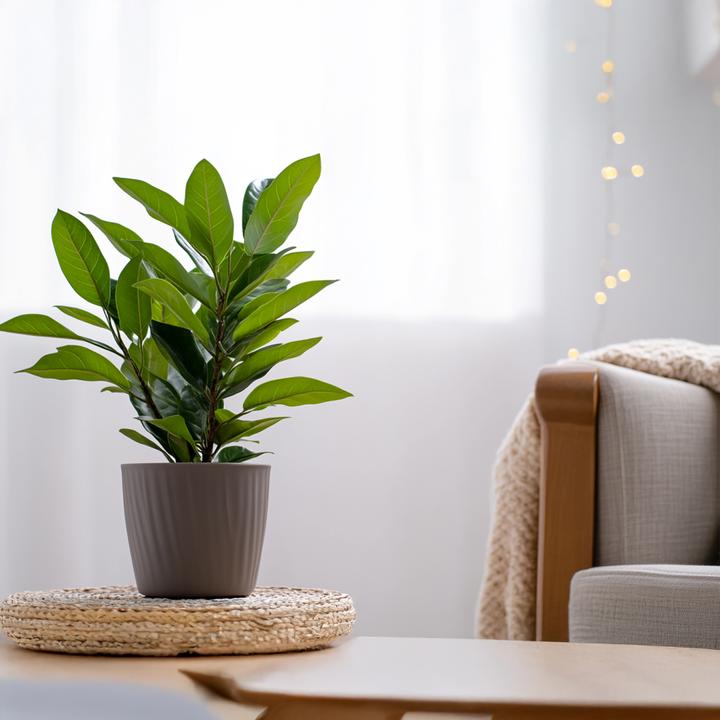 Produktbild Plant in a Box Laurus nobilis - 2er-Set Lorbeerstrauch (30 cm)