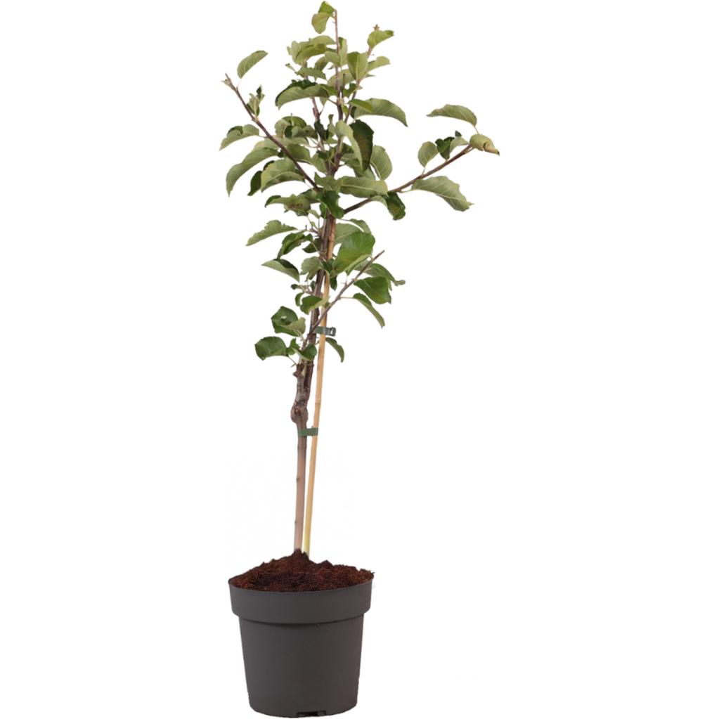 Plant in a Box, Pflanzen, Malus domestica 'Elstar' - Apfelbaum (90 cm)
