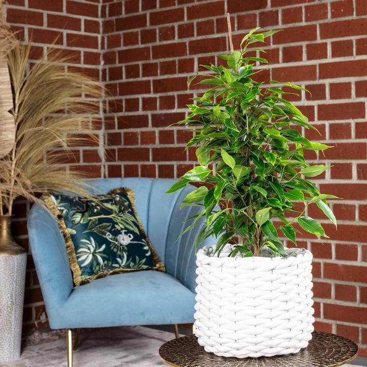 Immagine prodotto Flowerbox Fico della Betulla "Forever" - Ficus benjamini (75 cm)