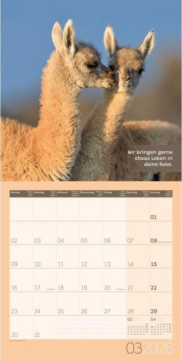 Image du produit No Drama, Lama! Kalender 2026 - 30x30 (30 x 30 cm, Couverture rigide, Allemand)