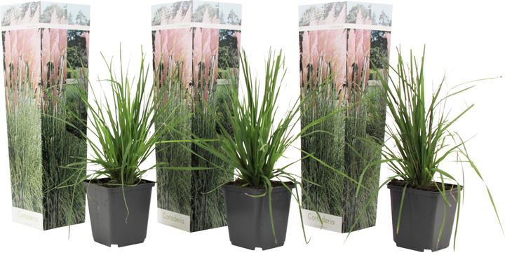 Immagine prodotto Plant in a Box Cortaderia selloana - Set di erba della pampa (40 cm)