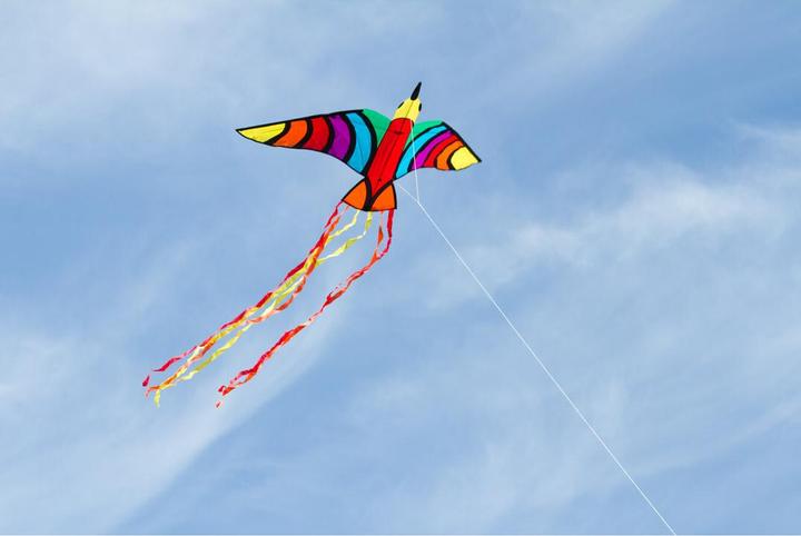 Actual product image Invento Dragon Tropical Bird