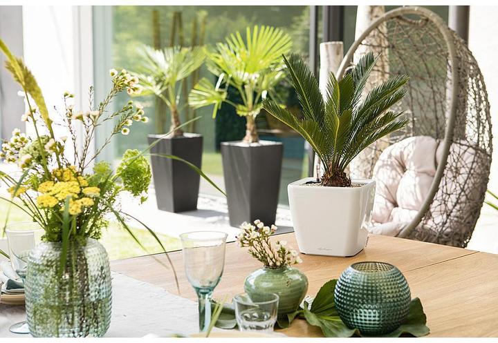 Immagine prodotto Lechuza Quadro LS (28 x 28 x 26 cm)