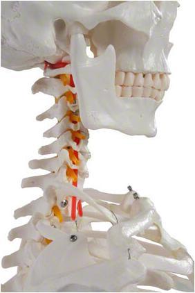Image du produit Togu Squelette d'écolier 178 cm