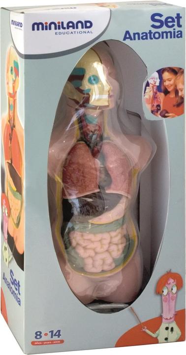Produktbild Miniland Anatomie