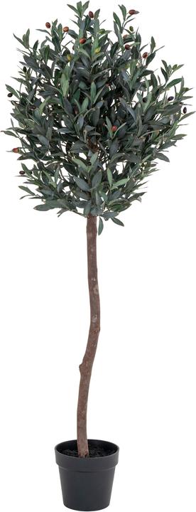 Produktbild House Nordic Olivenbaum (150 cm)