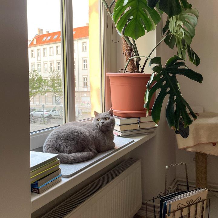 Produktbild LucyBalu FELTY Fensterbrettauflage (Katze)