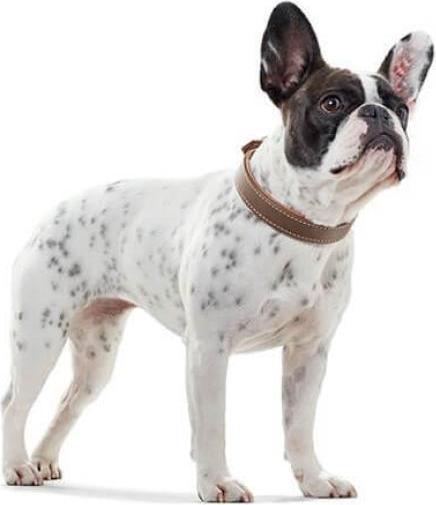 Produktbild Hunter Halsband Porto, tabak/cognac 40 (40, Hund, Allgemein)