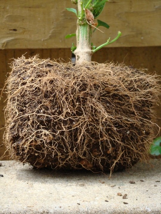 Image du produit Smart Pot Aeration Container 4