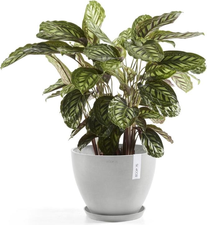 Actual product image Ecopots Saucer Round