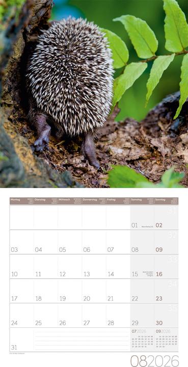 Produktbild Igel Kalender 2026 - 30x30