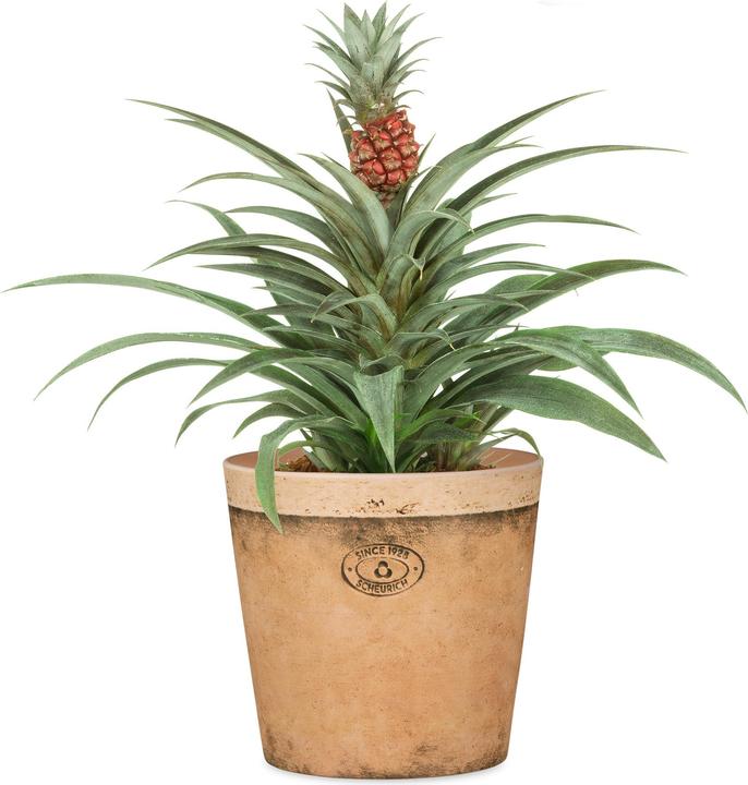 Image du produit Scheurich Toscana, pot de fleurs en céramique, couleur : Toscana Luminoso, 14 cm de diamètre, 11,2 cm de (14 cm)