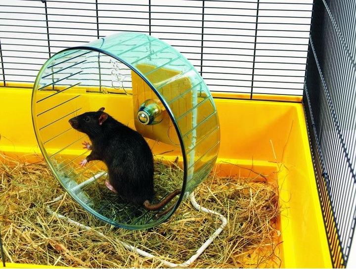 Savic Rolly Reuze Hamsterrol