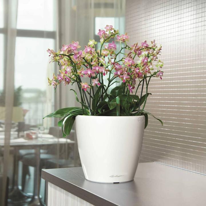 Actual product image Lechuza Classico (36 x 32.50 cm)