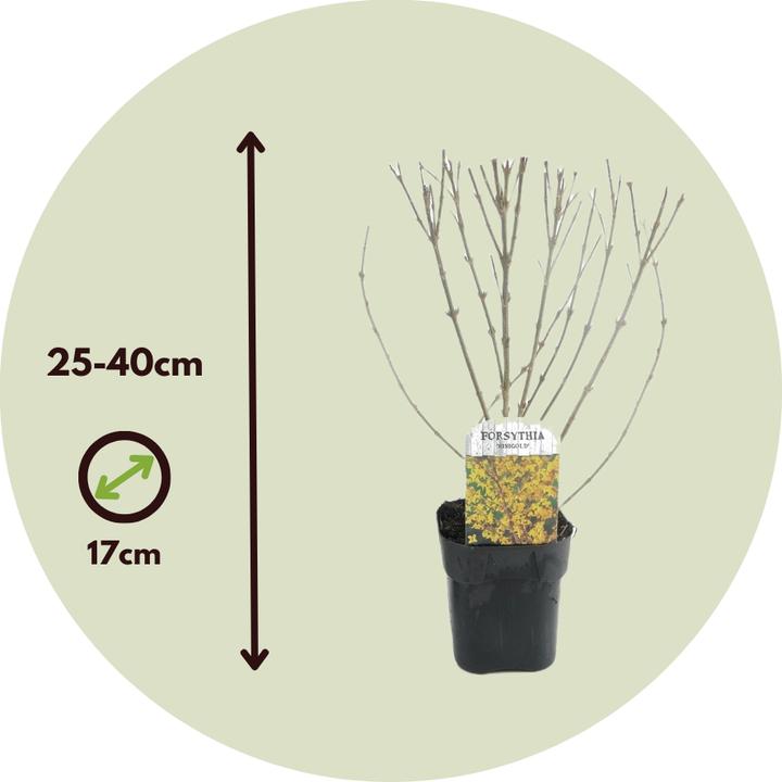 Image du produit Plant in a Box Forsythia intermedia 'Minigold' - Set de 4 forsythias (25 cm)