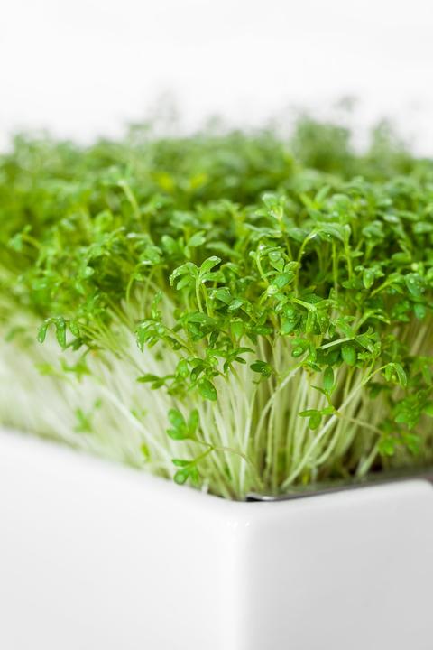 Immagine prodotto Heimgart Crescione Inglese (Germogli)