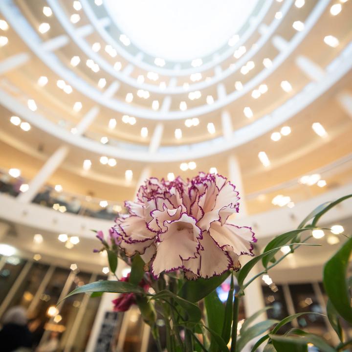 Image du produit Laowa 12-24mm 1:5.6 Sony E-Mount (E/FE) (Mise au point manuelle) (Nouveauté) (Sony E, Plein format)