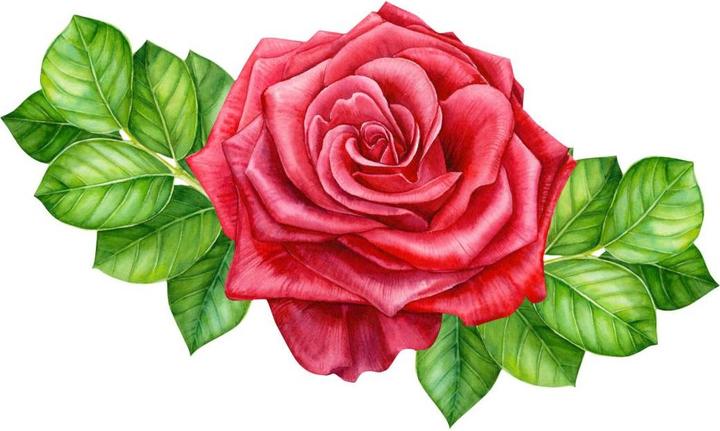 Image du produit Trenddeko Rose rouge XXL (167 x 100 cm)