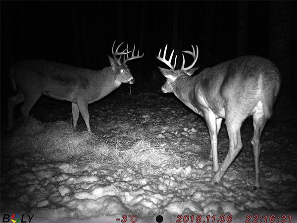 Immagine prodotto Boly Cam 48MP/1080P Video/Nero IR 940nm