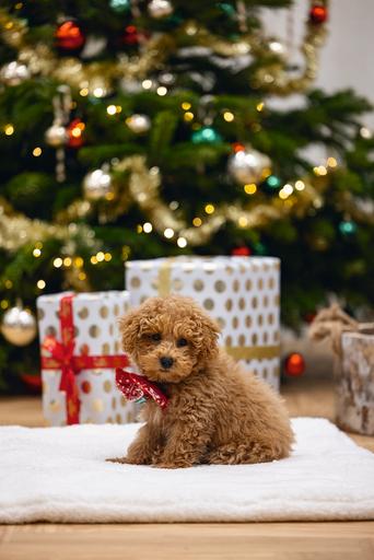 Image du produit Beeztees Peluche de Noël rouge (Pull-over pour chien)
