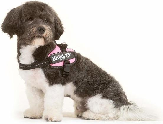 Actual product image Julius-K9 K9 Idc Powerg Mini Mini Hrosa (Dog, Dog sport)