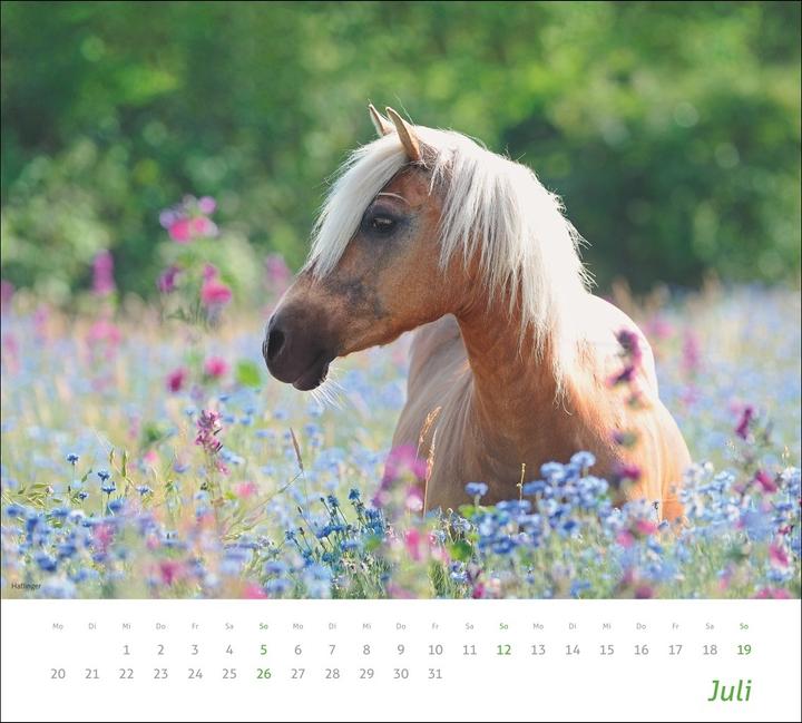 Produktbild times&more Pferde Bildkalender 2026