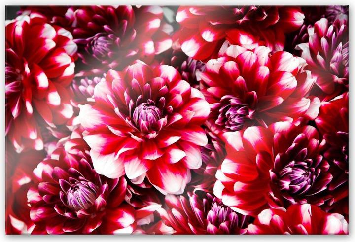 Image du produit Trenddeko Splendeur des fleurs rouges (60 x 40 cm)
